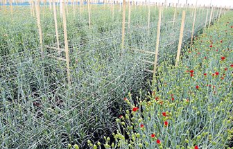 plantas0515-1000