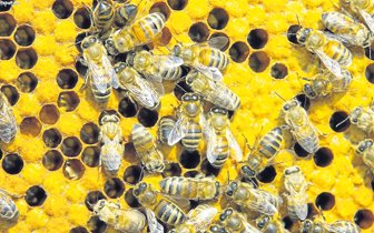 abejas0515-1000