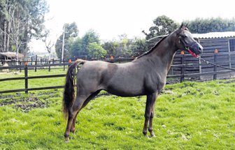 equino0529-1000