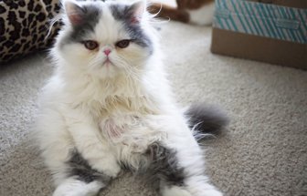gato0612-1000
