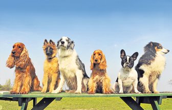 perros0626-1000