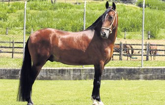equinos0710-1000