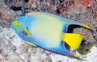 peces0710-1000