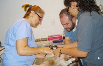 auxveterinarios0731-1000