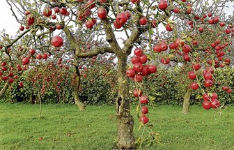 arboles1113-1000