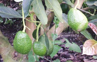 aguacates0129-1000