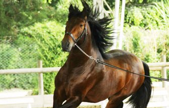 equinos0212-1000