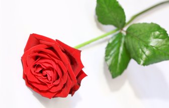 flores0212-1000