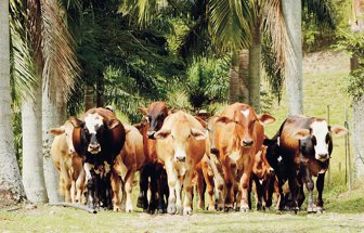 simmental0212-1000