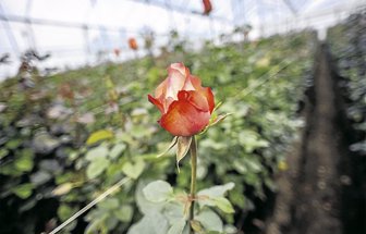 rosas0215-1000