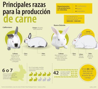 conejografico