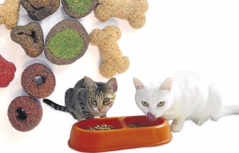 gatos
