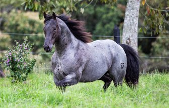 caballos2