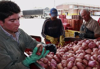 papicultores