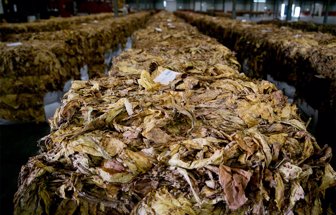 tabaco0625-1000