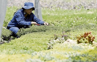 cultivos0625-1000