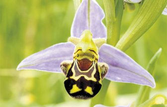 abejas