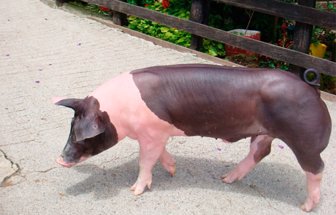 genetica
