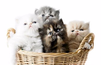 felinos