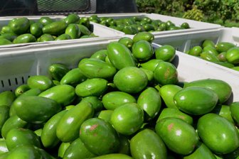 aguacate1