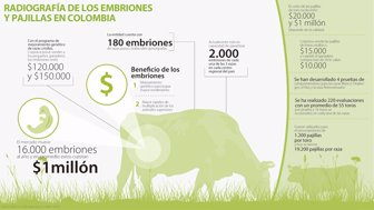 embriones