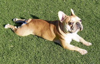 perro1015-1000