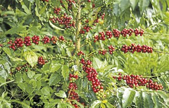 cafecalidad1022-1000