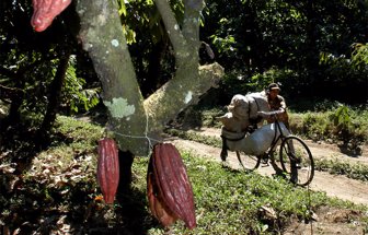 cacaoboyaca1022-1000