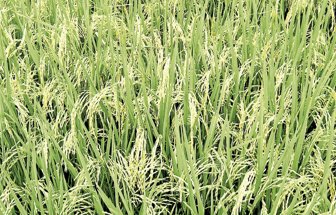 arroz