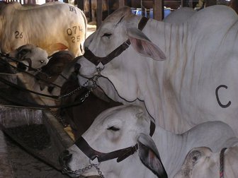 VACAS
