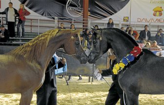caballos