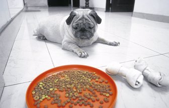 mascota