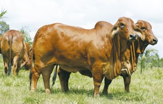finagro0320-100