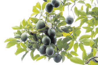 aguacate