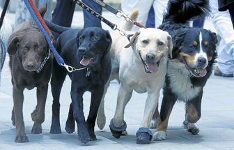 perros0406-1000