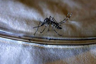Zika