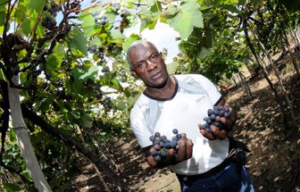 uvas
