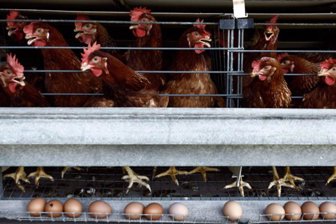 aves el economista
