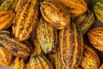 cacao reuters