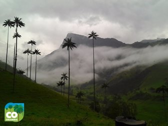 1.-valle-del-cocora