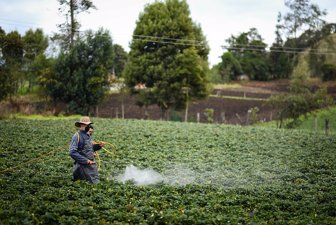 cultivo colprensa