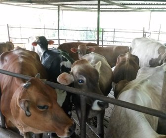 Vacas