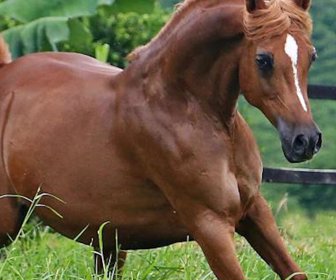 caballo_6