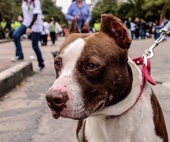 perros1