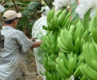 bananos_0