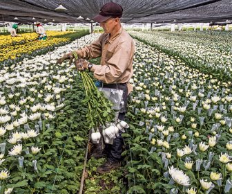 flores
