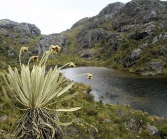 Páramo de Santurbán