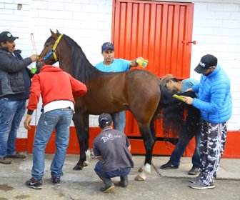 caballo