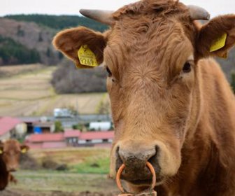 vacas_1