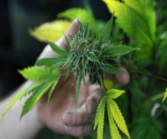 A fully budded marijuana plant ready for trimming is seen at the Botanacare marijuana store ahead of their grand opening on New Year's day in Northglenn, Colorado